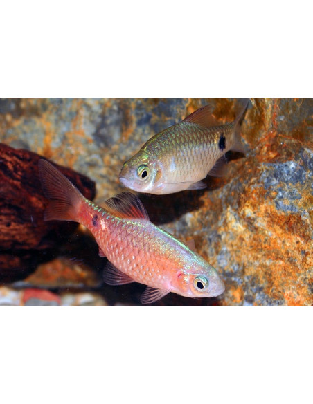 Barbus conchonius (Pethia conchonius) 3,5-4cm