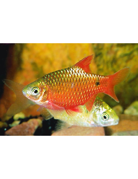 Barbus conchonius Gold (Pethia conchonius Gold) 3-3,5cm