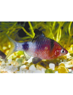 Pethia Nigrofasciata 2-2,5cm