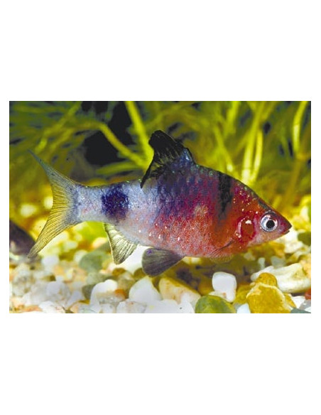 Barbus nigrofasciata (Pethia nigrofasciata) 2-2,5cm