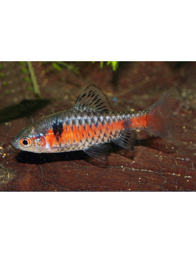 Pethia Padamya 3-3,5cm