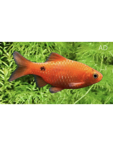 Pethia Conchonius Neon-Red 4-5cm