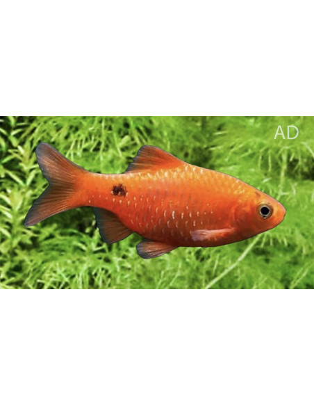 Pethia Conchonius Neon-Red 4-5cm