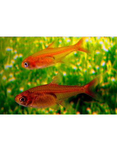 Tétra amandae (Hyphessobrycon amandae) 1-1,2cm