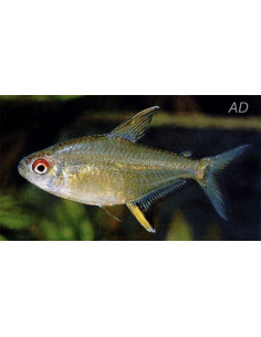 Tétra citron (Hyphessobrycon pulchripinnis) 1,5-2cm