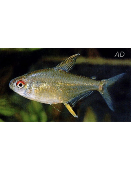 Hyphessobrycon Pulchripinnis 2-2,5cm