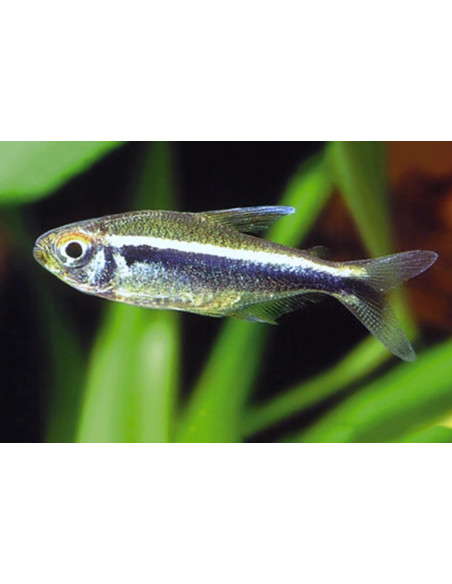 Tétra néon noir (Hyphessobrycon herbertaxelrodi) 1,5-2cm