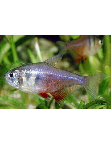 Tétra flammeus (Hyphessobrycon flammeus) 1,5-2cm