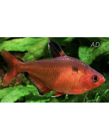 Hyphessobrycon Eques 1,5-2cm