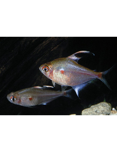Tétra coeur saignant (Hyphessobrycon erythrostigma) 2-2,5cm Wild