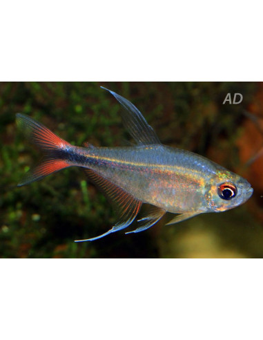 Tétra filamentosa (Hyphessobrycon filamentosus) 2,5-3cm