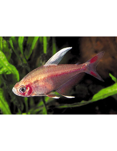 Hyphessobrycon Rosaceus White Fin 1,5-2cm