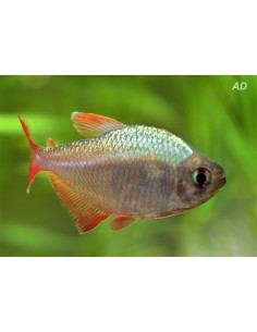 Tétra colombien (Hyphessobrycon columbianus) 1,5-2cm