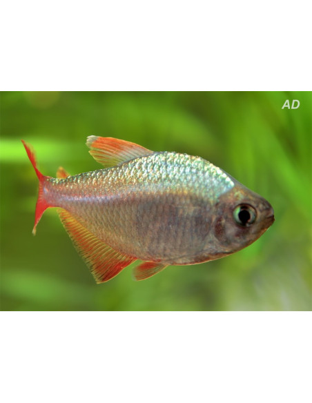 Hyphessobrycon Columbianus 2-2,5cm
