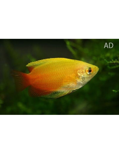 Gourami miel Mary Gold (Trichogaster chuna Mary Gold) 2,2-2,5cm