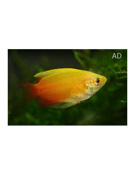 Gourami miel Mary Gold (Trichogaster chuna Mary Gold) 2,2-2,5cm