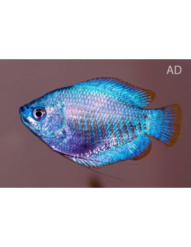 Gourami nain Cobalt (Trichogaster lalius "Cobalt") 4-5cm (couple)