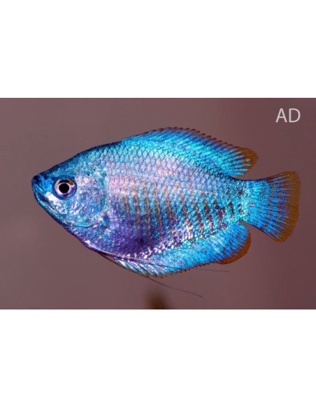 Gourami nain Cobalt (Trichogaster lalius "Cobalt") 4-5cm (couple)