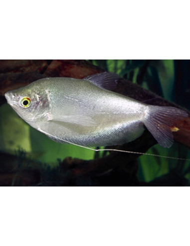 Gourami à fines écailles (Trichopodus microlepis) 4-5cm