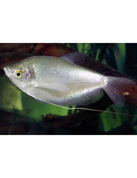 Gourami à fines écailles (Trichopodus microlepis) 4-5cm