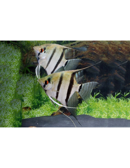 Scalaire commun (Pterophyllum scalare) 3-4cm