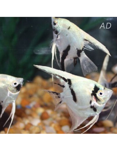 Scalaire White Crystal Panda (Pterophyllum scalare) 4-5cm