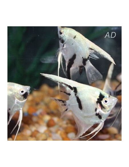 Scalaire White Crystal Panda (Pterophyllum scalare) 4-5cm