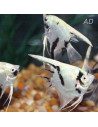 Pterophyllum Scalare White Crystal Panda 4-5cm