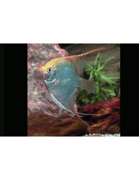 Pterophyllum Scalare Gold 4-5cm