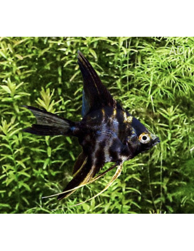 Pterophyllum Scalare Marble 3-4cm