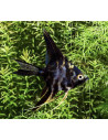 Pterophyllum Scalare Marble 3-4cm