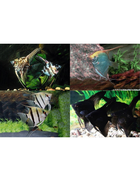 Scalaire Mix (Pterophyllum scalare) 2,5-3cm