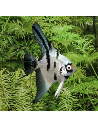 Pterophyllum Scalare Panda 4-5cm
