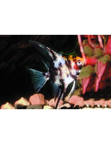 Pterophyllum Scalare Mix Blushing Red Head 4-5cm