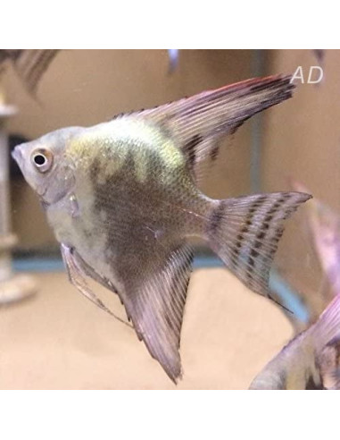 Pterophyllum Scalare Smoke Green 4-5cm