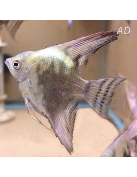 Pterophyllum Scalare Smoke Green 4-5cm