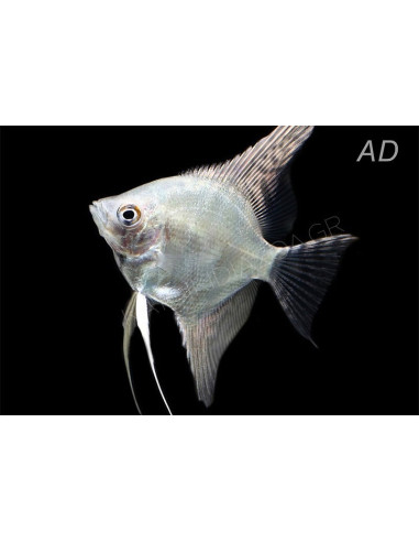 Scalaire Platinum White (Pterophyllum scalare) 4-5cm
