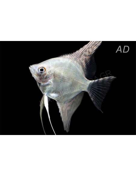 Scalaire Platinum White (Pterophyllum scalare) 4-5cm