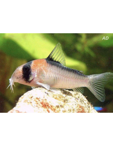 Corydoras adolfoi (Corydoras adolfoi) 2,5-3,5cm