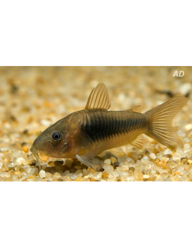 Corydoras Aeneus 2,5-3cm