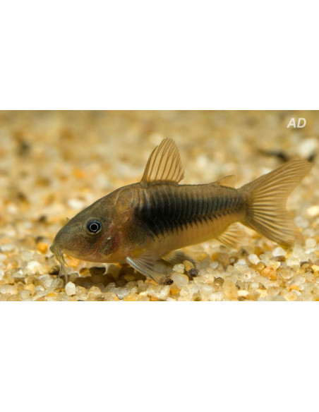 Corydoras Aeneus 2,5-3cm