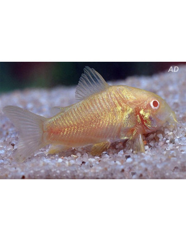Corydoras Albino 2,5-3cm