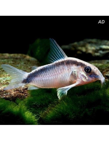 Corydoras Arcuatus 3-3,5cm Wild