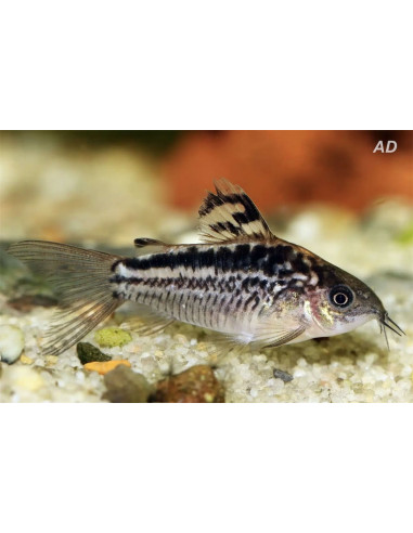 Corydoras elegans (Corydoras elegans) 3-3,5cm Wild