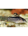 Corydoras Elegans 3-3,5cm Wild