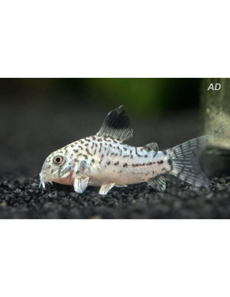 Corydoras Julii 2,5-3cm