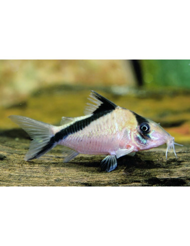 Corydoras Melini 2,5-3cm Wild
