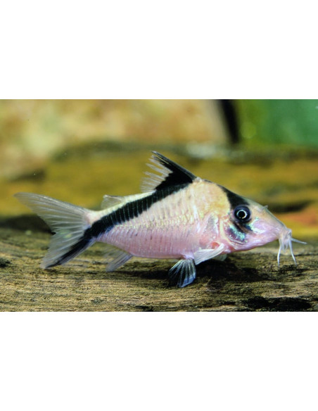 Corydoras Melini 2,5-3cm Wild