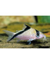 Corydoras Melini 2,5-3cm Wild