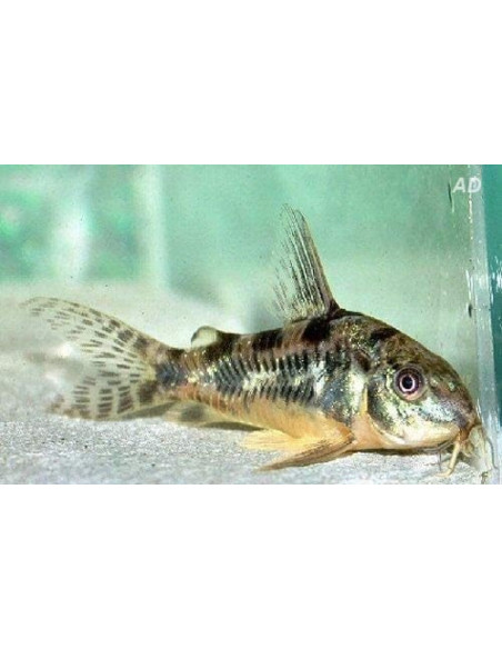 Corydoras Paleatus 2,5-3cm